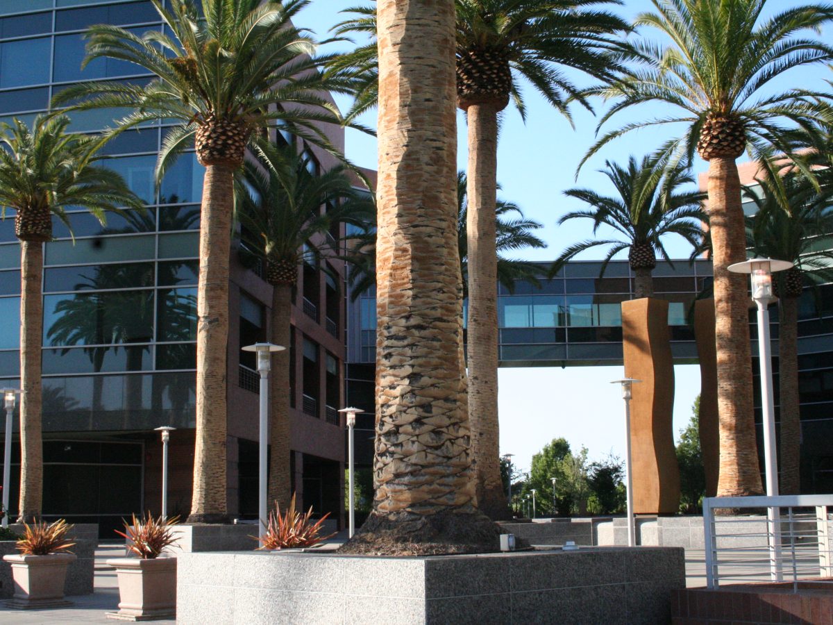 Google campus in Mountain View, California, with palm trees and the Googleplex in the background