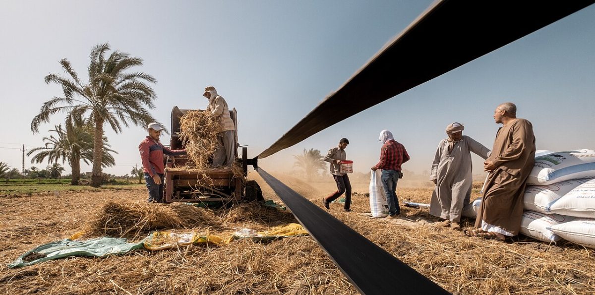 Combine harvester working a wheat field during harvest season, as grain prices surge to multi-year highs